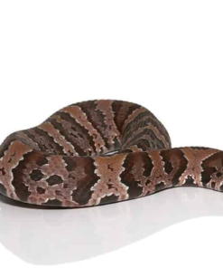 Cottonmouth Wassermokassin Schlange zu verkaufen (Agkistrodon piscivorus)