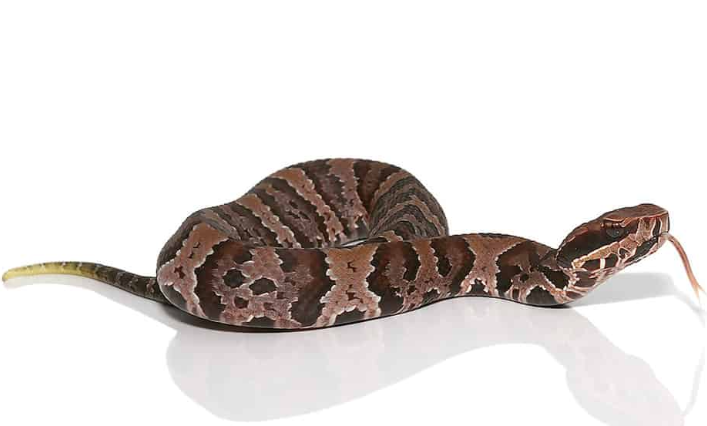 Cottonmouth Wassermokassin Schlange zu verkaufen (Agkistrodon piscivorus)