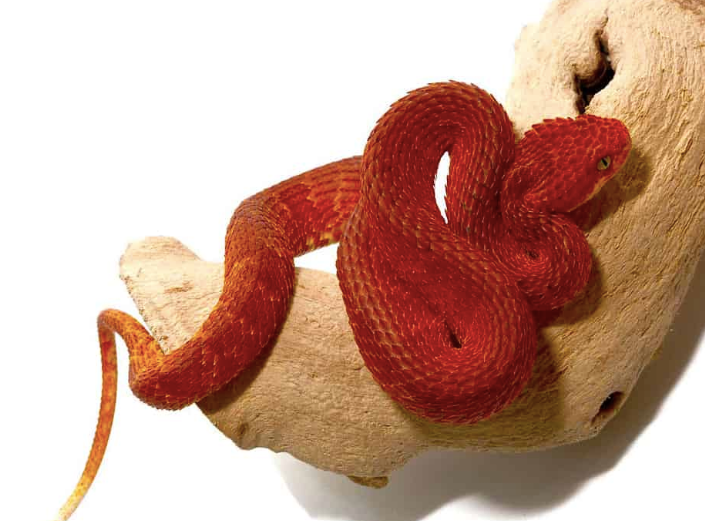 Crimson Red Squamigera Bush Viper (Atheris squamigera)