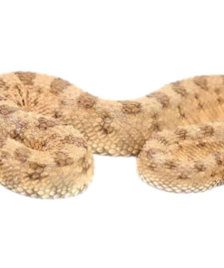 Wüsten-Hornviper (Cerastes cerastes) kaufen