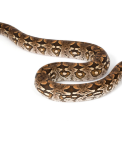 Dumerils Boa zu verkaufen