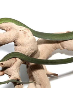 Eastern Green Mamba (Dendroaspis angusticeps) kaufen