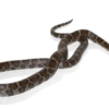 Östliche Milchschlange (Lampropeltis triangulum) Zu Verkaufen