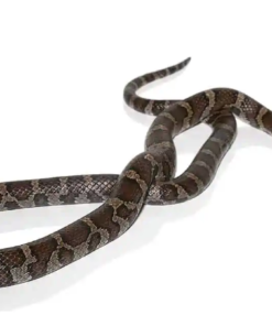 Östliche Milchschlange (Lampropeltis triangulum) Zu Verkaufen