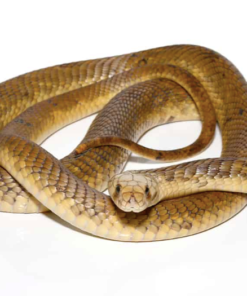 Ägyptische Kobra (Naja haje) kaufen