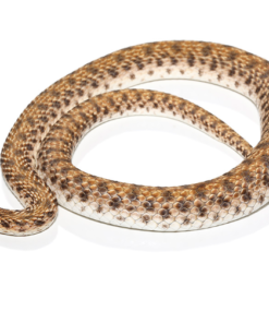 Ägyptische Falsche Kobra Kaufen