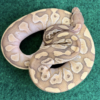 Butter Ball Python kaufen