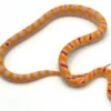 Extreme Reverse Albino Okeetee Kornnatter