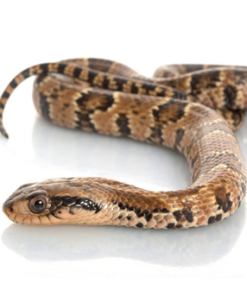 False Wasserkobra kaufen