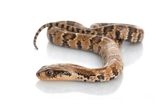 False Wasserkobra kaufen