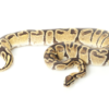 Fire Ball Python kaufen