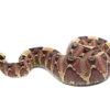 Gabino Vipers kaufen – Exklusive Gabun- × Nashornviper-Hybriden