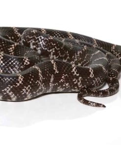 Ghost Kingsnake (Lampropeltis getula brooksi) kaufen