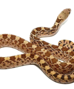 Gopher-Schlange kaufen