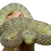 Grüne Squamigera Buschviper (Atheris squamigera) kaufen