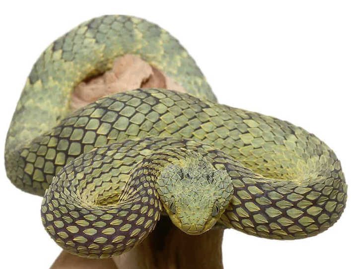 Grüne Squamigera Buschviper (Atheris squamigera) kaufen