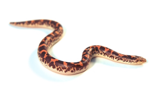 Kenianische Sandboa kaufen