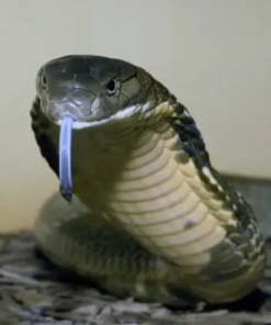 Königskobra (Ophiophagus hannah) kaufen