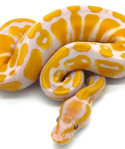 Lavender Albino Königspython (Python regius) kaufen