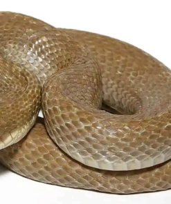 Madagaskar Blonde Nasenotter Zum Verkauf