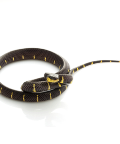 Mangrovenschlange zu verkaufen