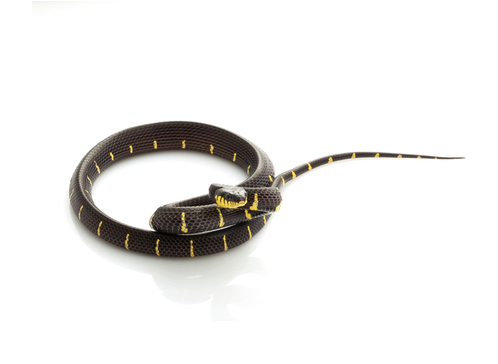 Mangrovenschlange zu verkaufen