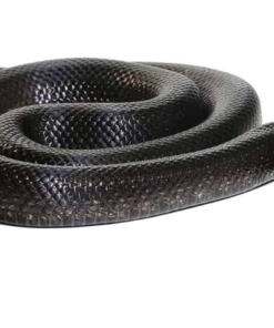 Mexikanische Schwarze Königsnatter (Lampropeltis getula nigrita)