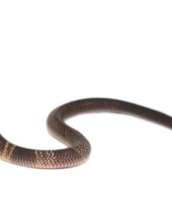 Monokelkobra (Naja kaouthia) kaufen