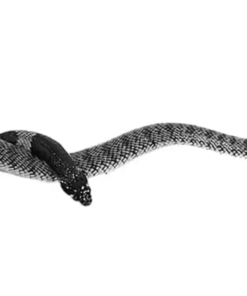 Namibische Korallenkobra (Aspidelaps lubricus cowlesi)