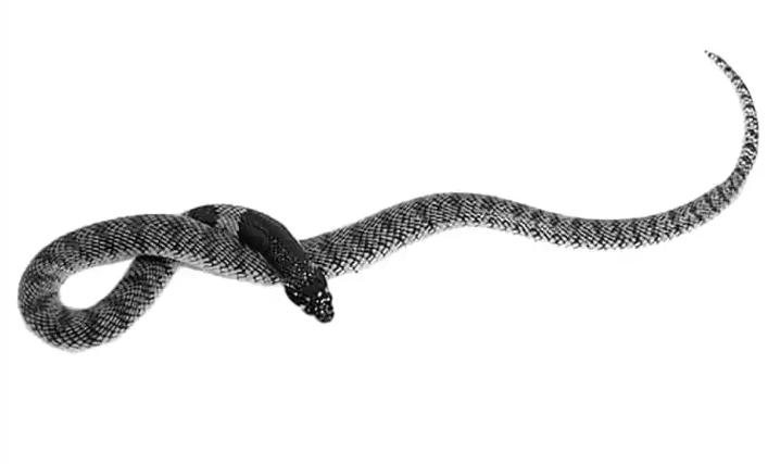 Namibische Korallenkobra (Aspidelaps lubricus cowlesi)