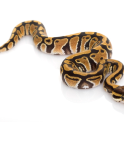 Pastel Königspython (Python regius) kaufen
