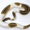 Pastel Pied Königspython (Python regius)