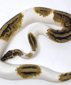 Pastel Pied Königspython (Python regius)