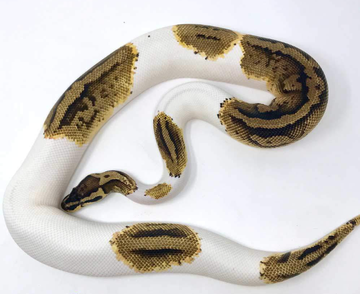 Pastel Pied Königspython (Python regius)