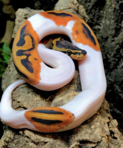 Piebald Königspython (Python regius) zu verkaufen