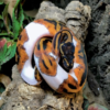 Piebald Königspython (Python regius) zu verkaufen