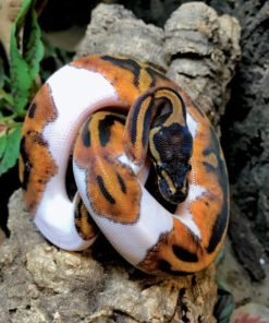 Piebald Königspython (Python regius) zu verkaufen