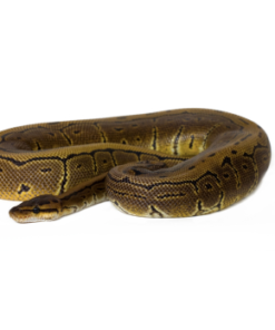 Pinstripe Königspython kaufen