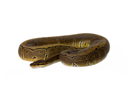 Pinstripe Königspython kaufen