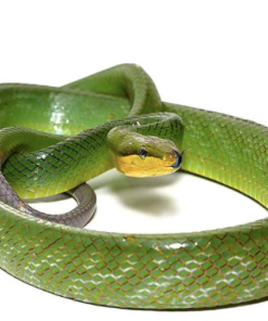 Rote Schwanz Grünratte Schlange kaufen