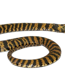 Rinkhals Speikobra (Hemachatus haemachatus) kaufen