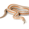 Rosy Boa kaufen