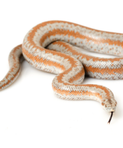 Rosy Boa kaufen