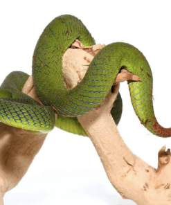 Siamese Peninsula Pit Viper kaufen