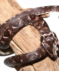 Solomon-Insel-Baumboa (Candoia bibroni) kaufen