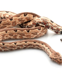 Solomon-Inseln Bodenboa (Candoia carinata paulsoni) – Nachzucht zu verkaufen