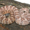 Speckled Rattlesnake (Crotalus mitchellii) kaufen