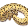 Spider Ball Python kaufen