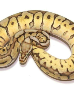 Spider Ball Python kaufen