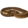 Spinner Ball Python kaufen